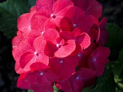 Bright Crimson hydrangea inflorescence close-up