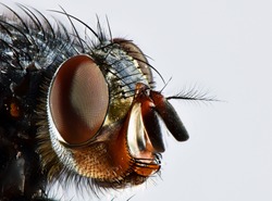 fly head macro