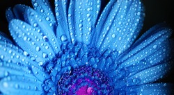 Gerbera flower close up beautiful macro photo with drops of rain edited colors