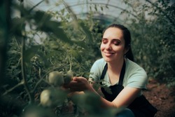 

Happy Farmer Checking Green Organic Homegrown Tomatoes. Independent small business owner cultivating vegetables in bio greenhouse
