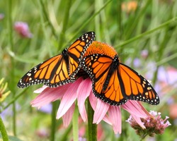 Two Monarch Butterflies with wings spread on a Pink Cone Flower