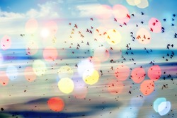 birds flying and abstract sky ,spring background abstract happy background,freedom concept
