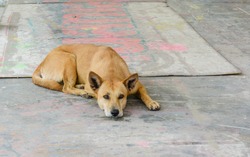 thai dog resting on grunge concrete floor