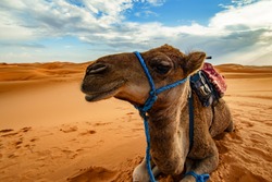 Dromedary Camel Sahara Desert Merzouga Morocco