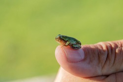 Tiny gray treefrog (Hyla versicolor) is native frog on humal hand