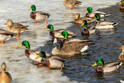 Canadian goose with mallard ducks on a frozen pond.Natural scene from Wisconsin.
