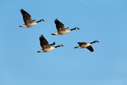   Flock of Canada geese (Branta canadensis) in flight