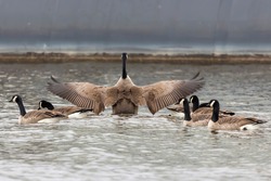 Canada goose (Branta canadensis) with outstretched wings