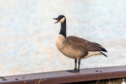 Canada goose (Branta canadensis) sitting on the river bank in the city