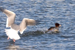 The Herring Gull (Larus argentatus) chasing the Common merganser ( Mergus merganser) with caught fish