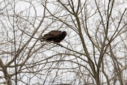 The turkey vulture (Cathartes aura) also known as the turkey buzzard. The turkey vulture is a scavenger and feeds almost exclusively on carrion