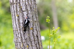 The hairy woodpecker (Leuconotopicus villosus). Natural scene from Wisconsin state park during nesting.