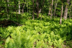  The ostrich fern ( Matteuccia struthiopteris) in the spring forest. Matteuccia is a genus of ferns with one species also known as ostrich fern, fiddlehead fern or shuttlecock fern