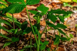 Jack in the Pulpit (Arisaema triphyllum). Native hardy northern plant. It is a large, cylindrical, hooded flower, green in color with brown stripes.