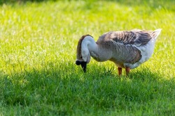 African domestic goose. The African goose is a breed of domestic goose derived from the wild swan goose (Anser cygnoides).