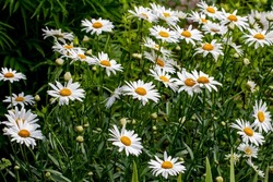 The daisy (Bellis perennis). Known as common daisy, lawn daisy or English daisy.