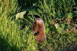  Groundhog (Marmota monax), also known as a woodchuck on the meadow.Groundhog  on the pasture