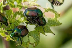 The Japanese beetle (Popillia japonica) is a species of scarab beetle