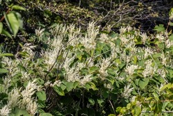 Common names Japanese knotweed and Asian knotweed (Reynoutria japonica)  one of the world's worst invasive species.