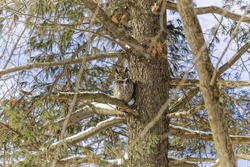  The great horned owl (Bubo virginianus) hidden in the crowns of a tree. Great horned owl in a snowy forest