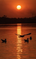 Bhigwan, Maharashtra, India 01 February 2022 : Beautiful silhouette photo of seagull Birds during sun set at Bhigwan Bird Sanctuary Kumbhargaon, Kumbhargaon