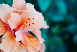 Orange hibiscus flower in Hawaii. 