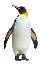 Emperor penguin. isolated on white background