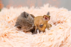 Toy terrier puppy and fluffy kitten sleep in a fluffy blanket