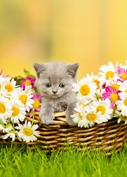 Small cute gray  kitten sitting in a wicker basket with a huge bouquet of daisies on the green grass