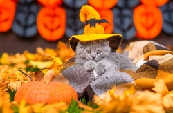 A small fluffy kitten standing  with a witch's hat on its head in autumn foliage on the grass in the backyard decorated for Halloween. Cozy autumn. Halloween invitation