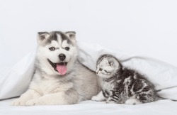Small blue-eyed smiling husky puppy and tabby scottish breed kitten sitting under a blanket at home 