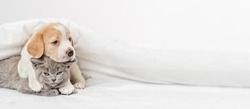 Beagle puppy hugging gray british kitten under white blanket at home in bedroom. Panoramic image for banner