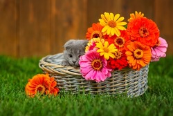 A gray fold kitten lying in a basket full of multi-colored dahlias standing on the green grass of the lawn rests its paws on the edge of the basket and looks into the frame.