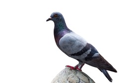 Close up Pigeon Bird. / Gray pigeon bird. / Pigeon on white background with isolated this has clipping path.