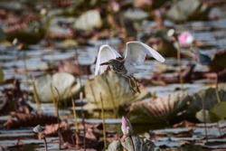 beautiful heron bird flying above the lotus swamp