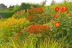 A colourful 'Garden Room' with flowering heleniums; dahlias; coreopsis; rudbeckia; grasses;