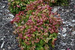 A spring view of Nandina domestica 'Firepower' in a cottage garden