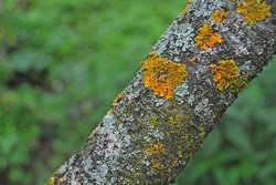 Yellow lichen on a tree in the garden