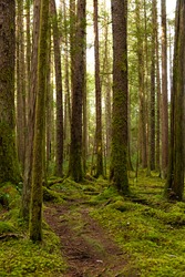 Trail through a lush, mossy forest on Cortes Island BC