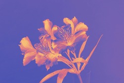 digital inverted colors of lily flower