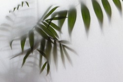 blurred picture with fog effect of palm leaves silhouettes behind frosted glass with backlight  