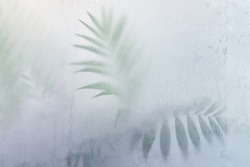 palm leaves begind frosted glass