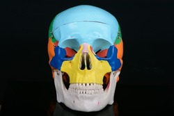Frontal view of coloured plastic educational model of a human skull on black background.