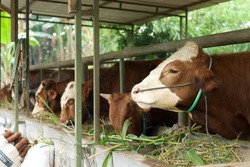 Livestock - Group of cows or cattle are prepared for sacrifices on Eid al-Adha or Eid al-qurban. Bos taurus.