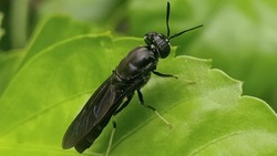Hermetia illucens, the black soldier fly, is a common and widespread fly of the family Stratiomyidae.