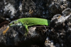 Western Green Lizard sits in a dry stone wall Germany