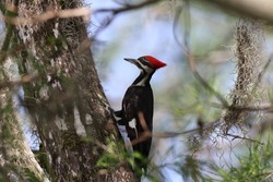   Pileated woodpecker Arthur R. Marshall Loxahatchee National Wildlife Refuge