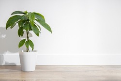 Indoor flower in a pot, avocado plant on a wooden floor against the background of a white wall