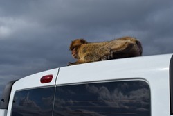 Wild barbary macaque or called simply Gibraltar monkeys sitting one the roof of car on the Rock of Gibraltar, Europe
