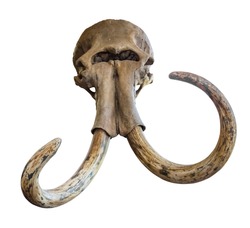 Ancient skull of the head of a mammoth on a white background. isolated object